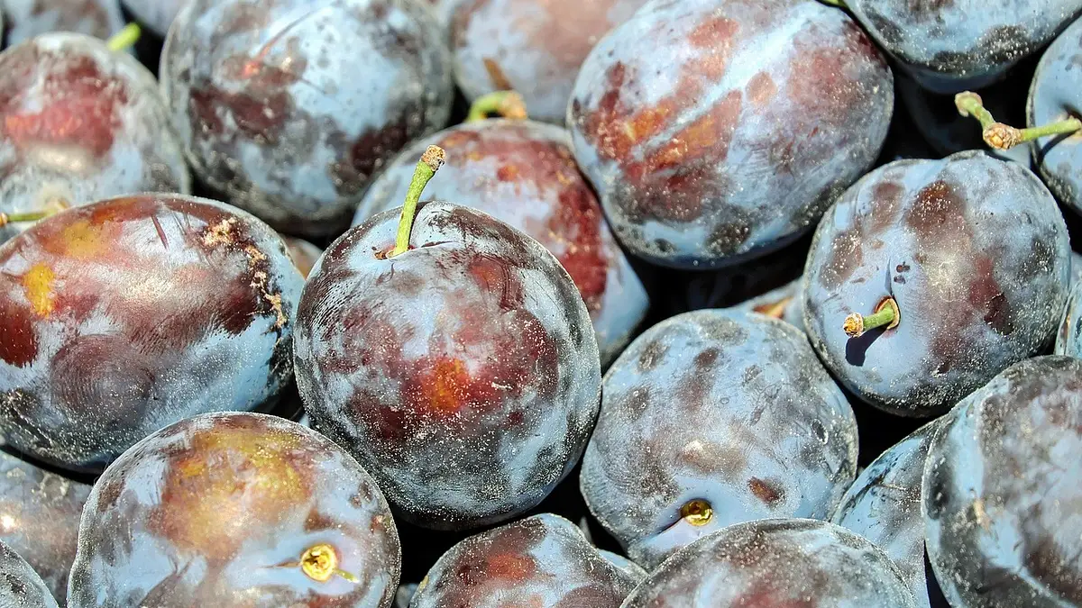 Ile kalorii mają śliwki? Kaloryczność i właściwości odżywcze