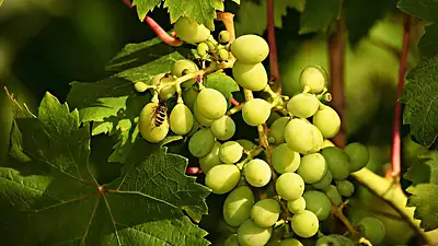 Czy winogrona tuczą? Kalorie, właściwości i dieta