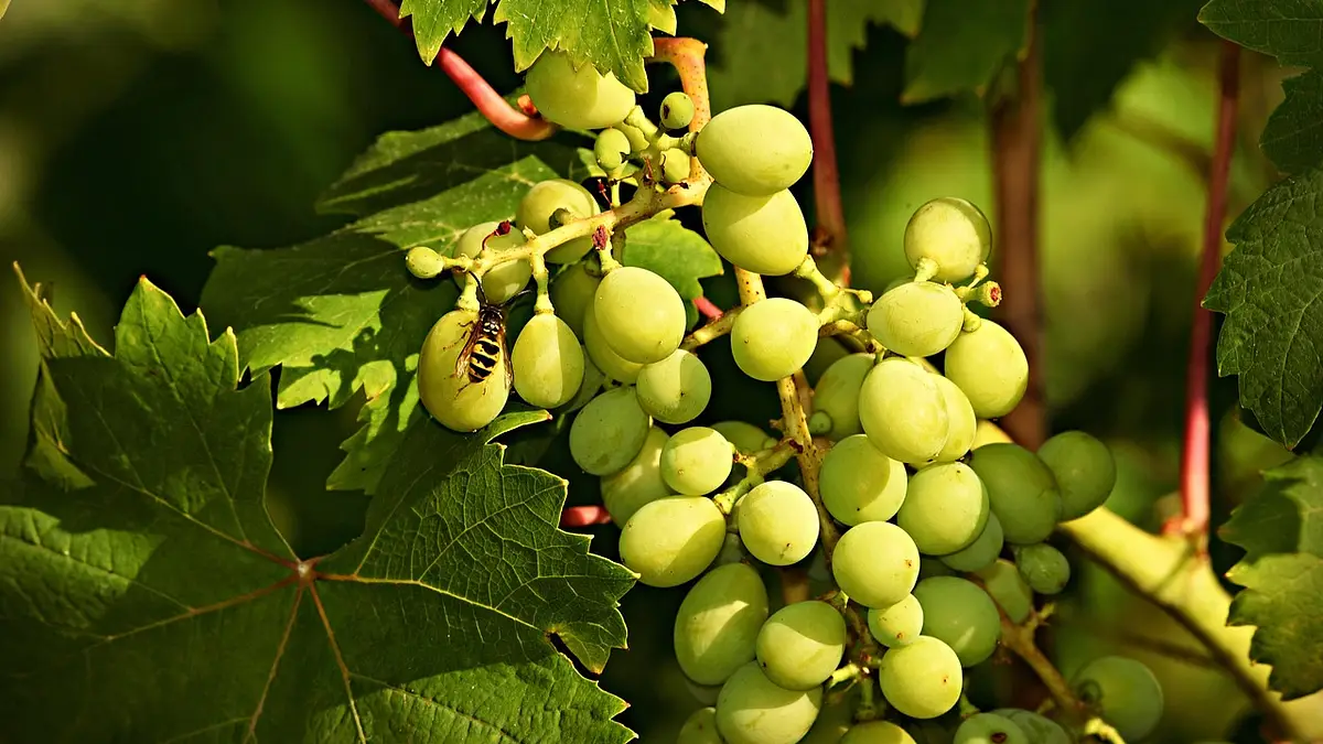 Czy winogrona tuczą? Kalorie, właściwości i dieta