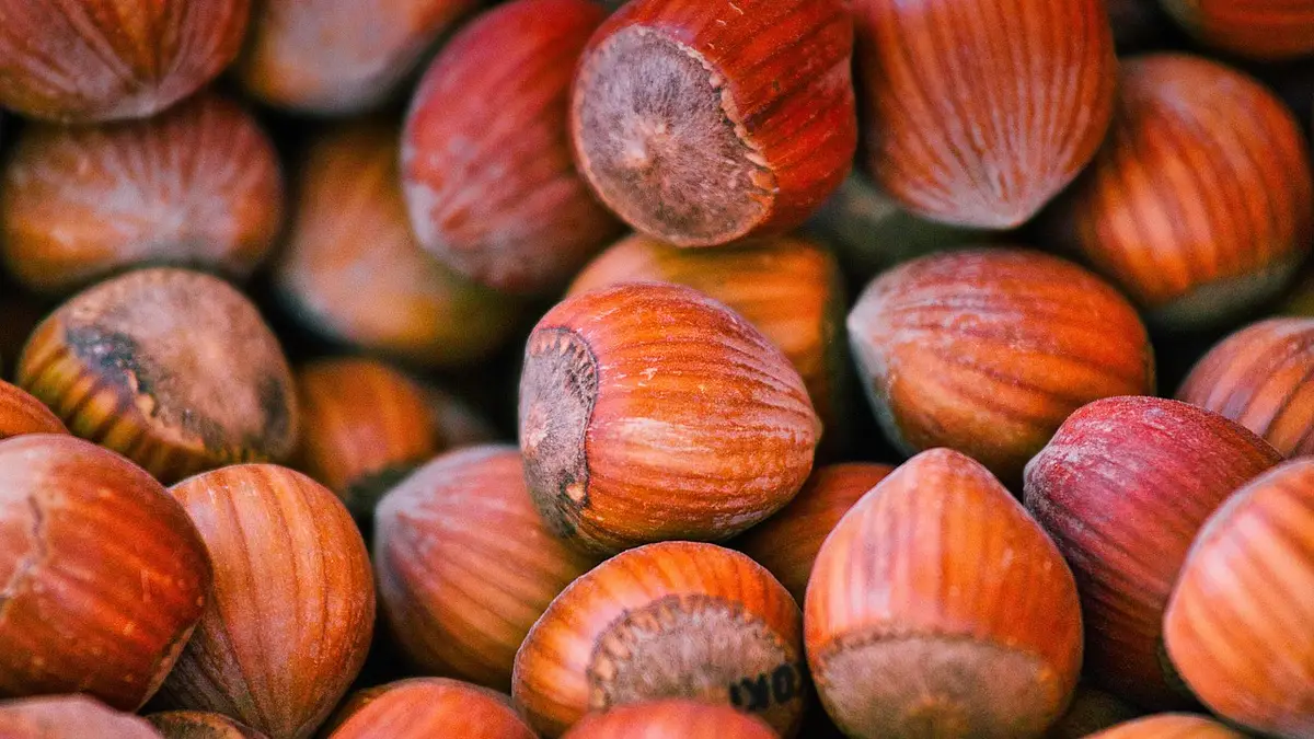 Czy orzechy laskowe tuczą? Wartość odżywcza i porady dietety