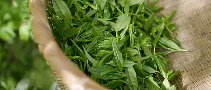 Co pić żeby schudnąć? Najlepsze napoje