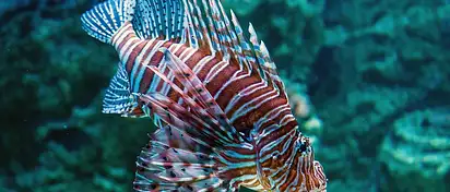 Ćwiczenia dla otyłych: zasady i plany