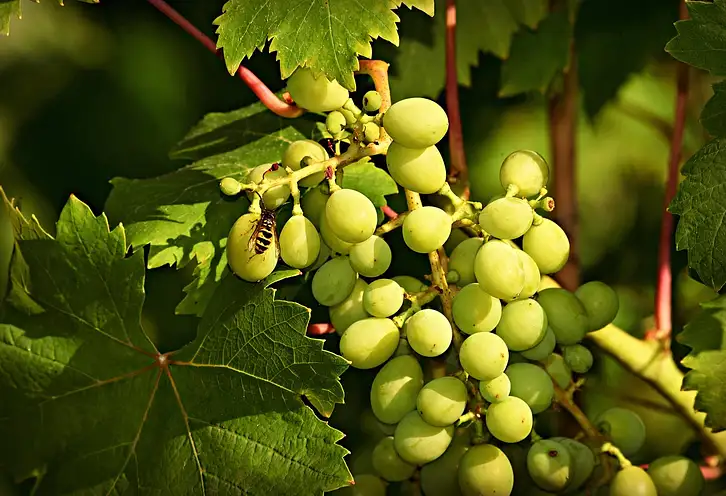 Czy winogrona tuczą? Fakty i porady