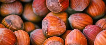 Czy orzechy laskowe tuczą?