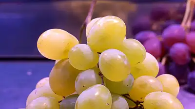 Kaloryczność winogron – ile kalorii mają różne rodzaje?