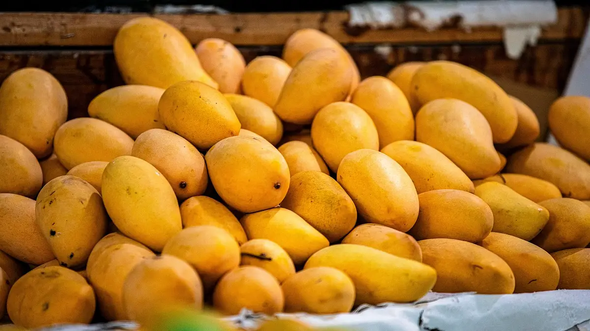 Dlaczego warto jeść mango? Korzyści i wartości odżywcze
